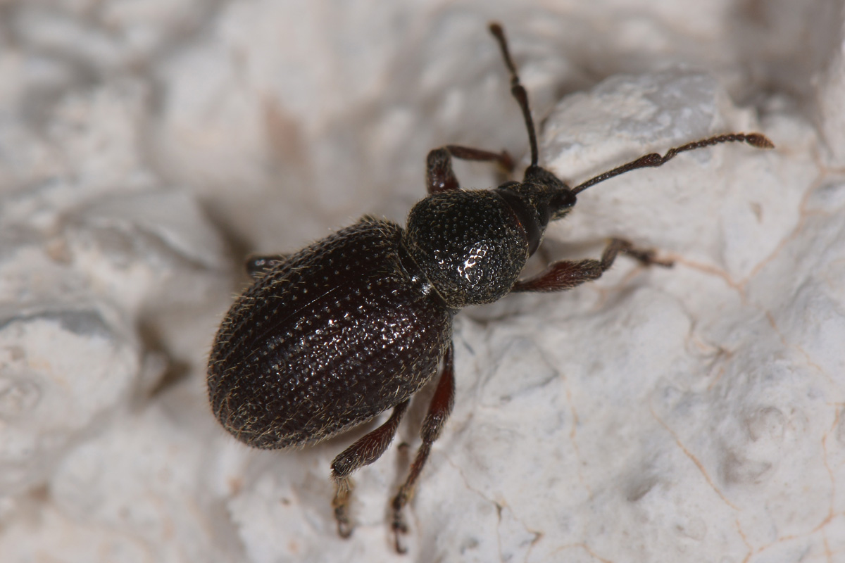 Curculionidae: Otiorhynchus indefinitus?  S !